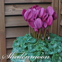 【予約受付中】受賞品種アンティラオシリーズ 【シーデンモーン】 シクラメン さかもと園芸 達人のシクラメン 送料無料 鉢植え ギフト お歳暮 お年賀 贈答品 バ...