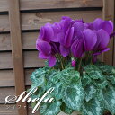 【予約受付中】受賞品種アンティラオシリーズ 【シィファー】 シクラメン さかもと園芸 達人のシクラメン 送料無料 鉢植え ギフト お歳暮 お年賀 贈答品 バレン...