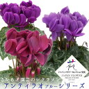 【予約受付中】受賞品種アンティラオ ブルー シクラメン【シーデンモーン】【シィーモン】【シィファー】アンティークカラーシクラメン ジャパンプラワーセレクション ...