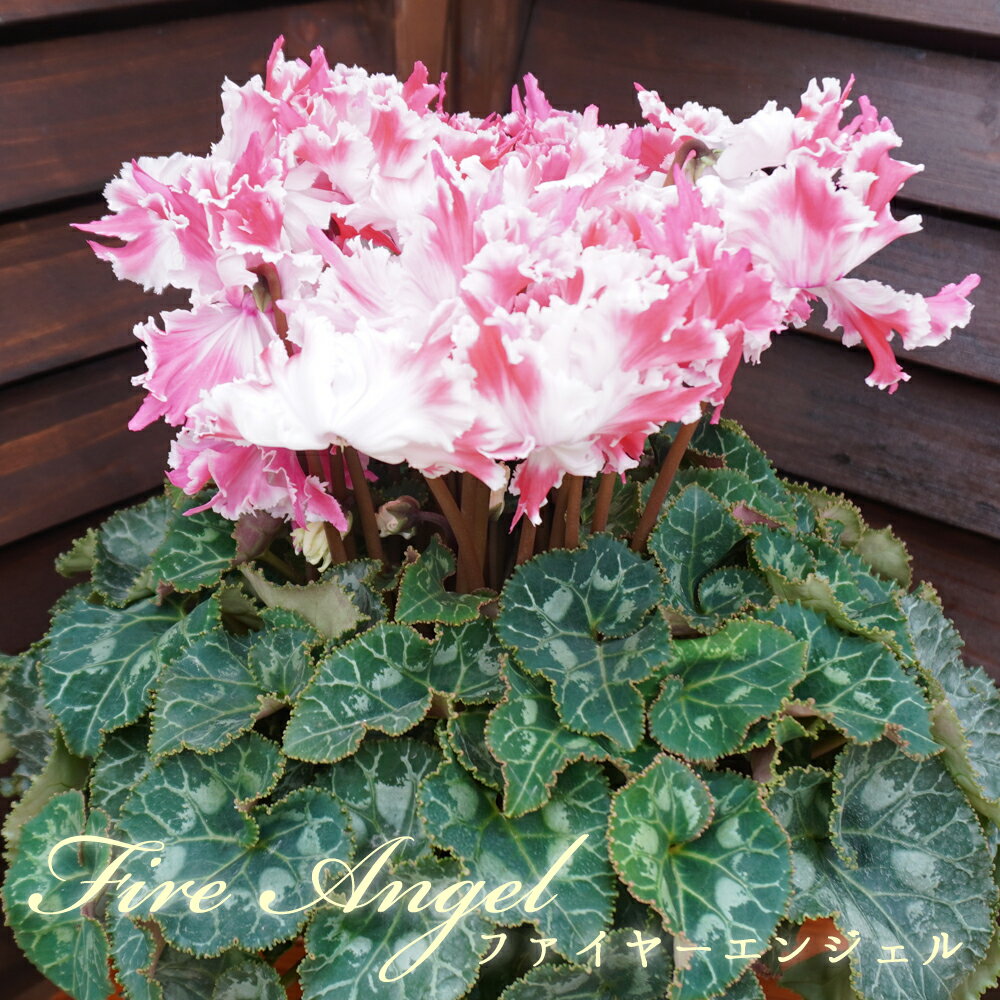 ͽۥ ʼե䡼󥸥 ȱݡãͤΥ̵ȭեȡۥ磻ȡѡ롡롡ǯ졡£ʡꥹ...