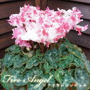 【予約受付中】シクラメン 新品種ファイヤーエンジェル さかもと園芸 達人のシクラメン 送料無料 鉢植え ギフト ホワイト パール お歳暮 お年賀 贈答品 クリス...