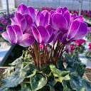 【予約受付中】アンティラオシリーズ新色【フォンシィ】シクラメン 平日朝8時までの注文分即日発送 さかもと園芸 達人のシクラメン 送料無料 鉢植え ギフト お歳暮...