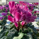 【予約受付中】アンティラオシリーズ新色 名称未定【あずき色のシャワー模様】 シクラメン さかもと園芸 達人のシクラメン 送料無料 鉢植え ギフト お歳暮 お年賀...