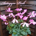 【予約受付中】新品種【オートジャイロピンク】 シクラメン さかもと園芸 達人のシクラメン 送料無料 鉢植え ギフト お歳暮 お年賀 贈答品 バレンタイン 鉢花 ...