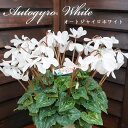 【予約受付中】新品種【オートジャイロホワイト】 シクラメン さかもと園芸 達人のシクラメン 送料無料 鉢植え ギフト お歳暮 お年賀 贈答品 バレンタイン 鉢花...