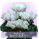 【予約受付中】静かに寄りそう 白いシクラメン パステルピュアホワイトウェーブピュアホワイト ビアンカホワイト フリンジホワイト ウィンクホワイト さかもと園芸 ...