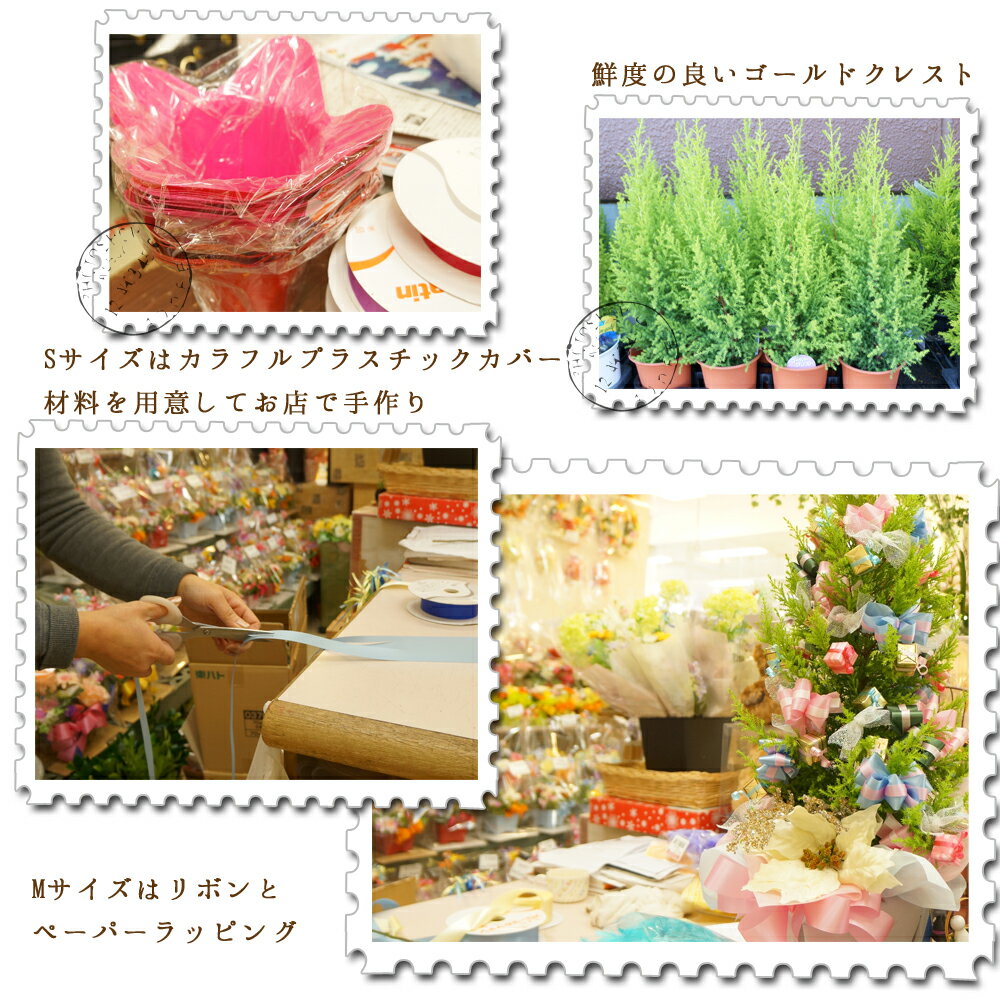 楽天市場 クリスマスツリー40 50cm 花屋さんのクリスマスツリーｍ ミニチュアプレゼント ギフト ミニツリー クリスマスプレゼント 本物 ゴールドクレスト テーブルサイズ 寄せ植え コニファー 新築祝い 手土産 パーティー オーナメント 群馬の鉢花ギフト カオプストア