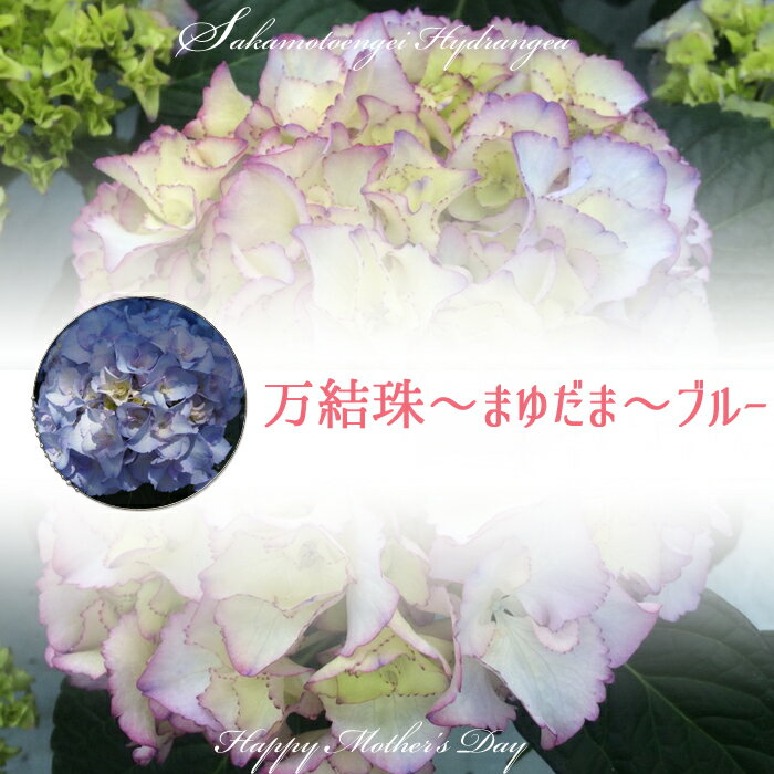【楽天市場】予約 2021母の日ギフト あじさい鉢植え 万結珠 ...