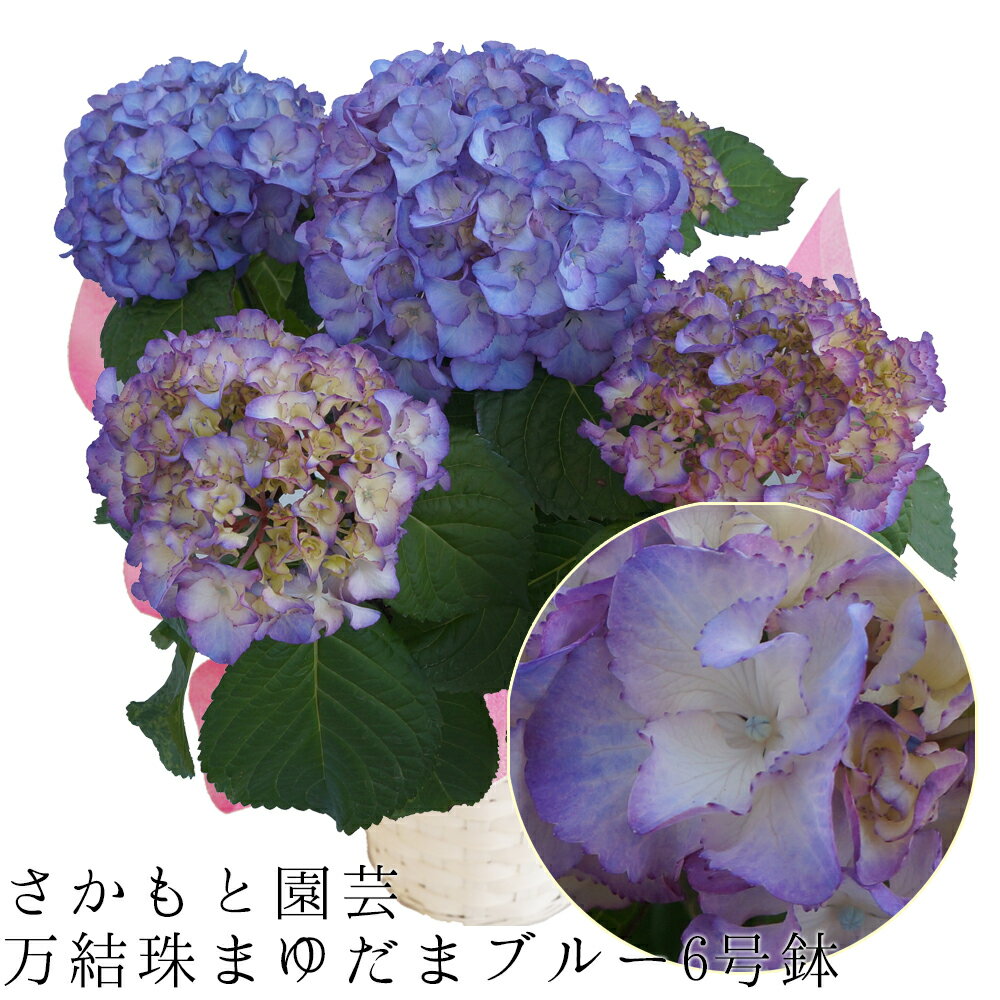 【5/12まで着日指定不可】2024 オーロラ色あじさい鉢植え まゆだまブルー6号鉢 さかもと園芸 達人のあじさい　動画で見れる 新品種【万結珠〜まゆだま〜ブルー】 母の日 送料無料 紫陽花　アジサイ 鉢植え 鉢花 ギフト プレゼント 群馬の鉢花のサムネイル