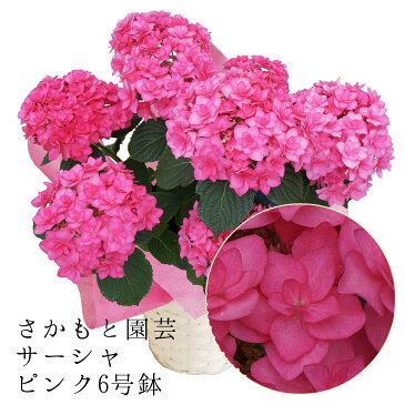 あじさい鉢植え サーシャピンク 6号鉢 さかもと園芸 達人のあじさい 動画で見れる 母の日 送料無料 紫陽花 アジサイ 花鉢植え 鉢花 ギフト プレゼント 群馬の鉢花 ポージィブーケシリーズ