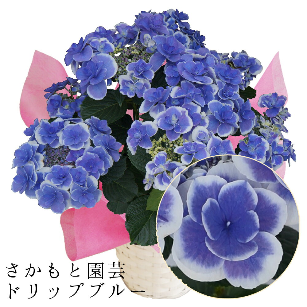 【長く楽しめるおすすめ花ギフト】紫陽花 アジサイ ドリップブルー