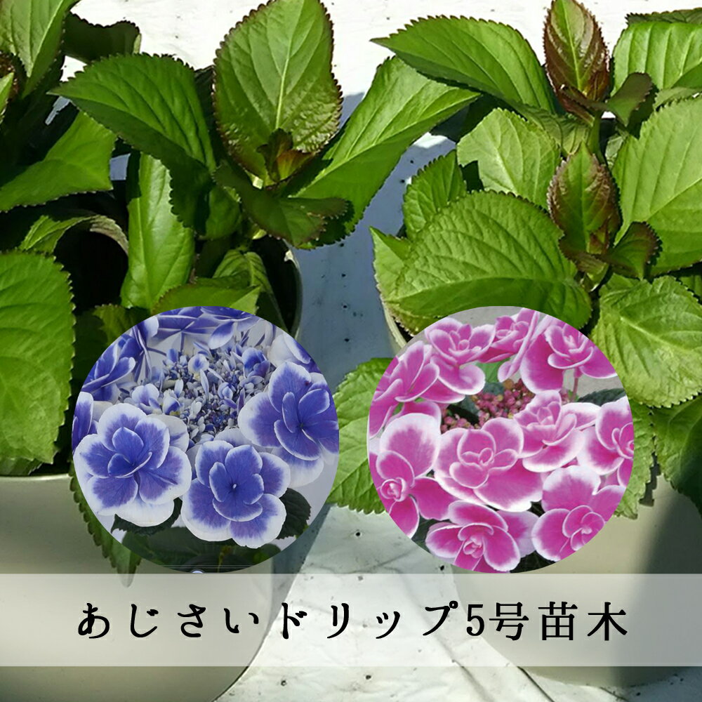 あじさい　ドリップ　希少あじさい苗　2年目【ドリップ苗木】　5号鉢　あじさい　アジサイ　紫陽花　花鉢植え　花　送料無料　さかもと園芸　タグ付き正規品のサムネイル