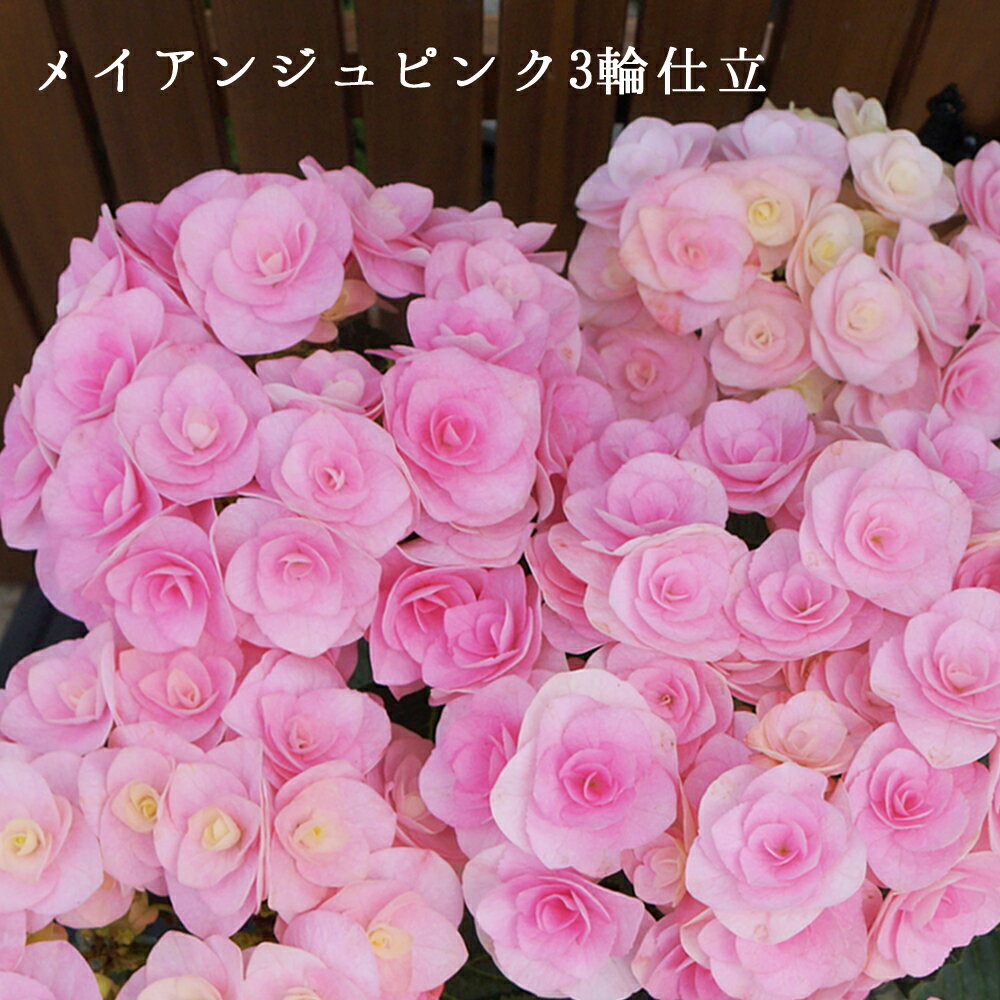 遅れてごめんね!【朝8時までのご注文確定で即日発送】2024あじさい鉢植え メイアンジュピンク3輪仕立て さかもと園芸 達人のあじさい　プレゼント 送料無料 アジサイ 紫陽花 花鉢植え 鉢花のサムネイル