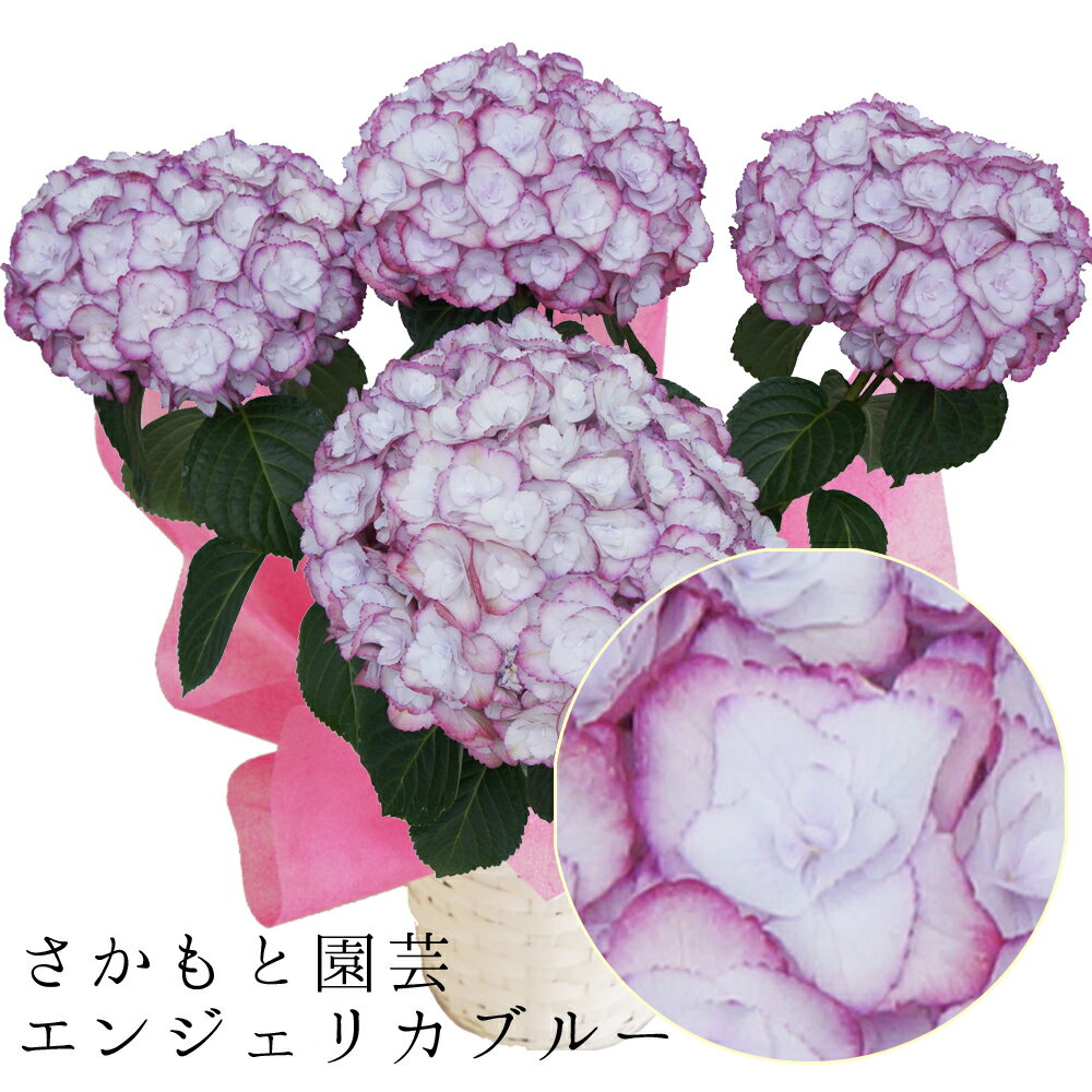 【朝8時まで注文は即日発送】2023母の日あじさい エンジェリカブルー 5号鉢 あじさい鉢植え さかもと園芸 達人のあじさい　動画で見れる 母の日 送料無料 紫陽花 アジサイ 花鉢植え 鉢花 ギフト プレゼント 群馬の鉢花のサムネイル