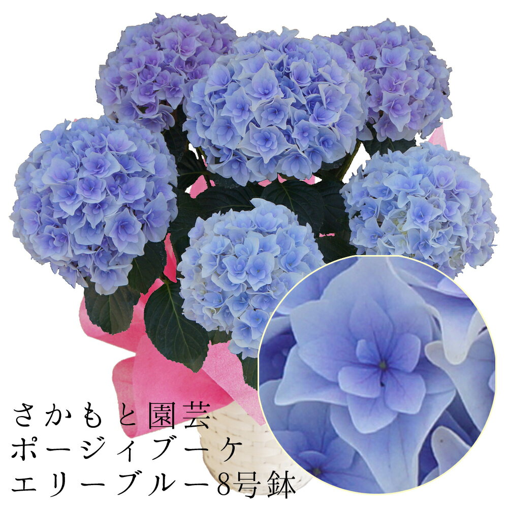 楽天市場】アジサイ 新 品種(サイズ(植木鉢)7 ~ 9号)(鉢花 楽天市場】アジサイ 新 品種(サイズ(植木鉢)7 ~ 9号)(鉢花