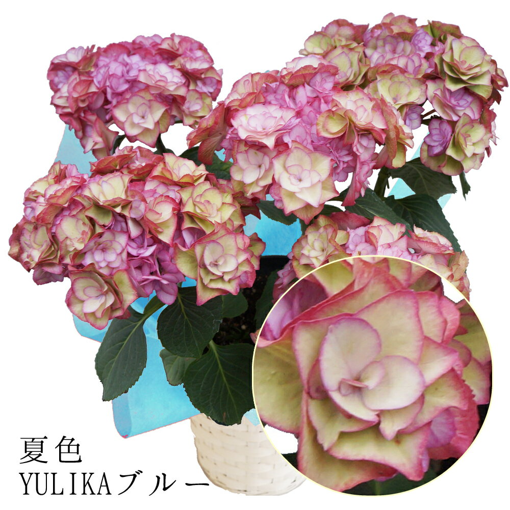 ʿī7ޤʸ¨ȯۿѤϤ ƥ ƿ-ꥫ֥롼 YULIKABLUE Τȱ ...