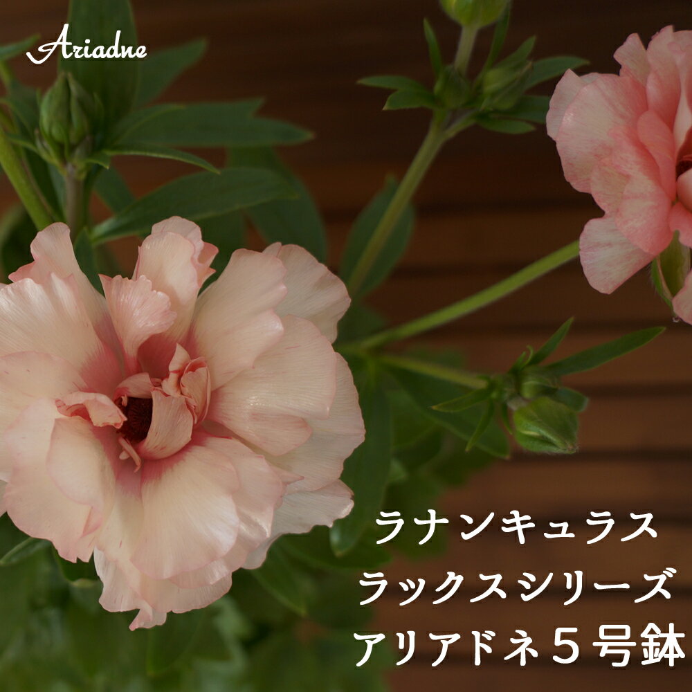 楽天市場 ラナンキュラス 予約受付中 鉢植えギフト 希少ラックスシリーズ送料無料 鉢植え ギフトホワイトデー 誕生日季節の鉢花 花 球根 花鉢フラワーオブザイヤー受賞品種綾園芸作出 群馬 中之条 群馬の鉢花ギフト カオプストア