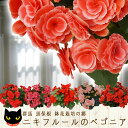 【平日朝7時まで注文確定で即日発送】華やかベゴニア 花 群馬黒保根のニキフルール 送料無料 鉢植え ギフト お歳暮 お年賀 贈答品 クリスマスプレゼント ベコニア バレンタイン ホワイトデー 鉢花 母の日 父の日 敬老の日 ハロウィン