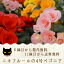 謝恩会 送別会 卒業式 4号鉢ベゴニアアソート5号鉢より小さいけどお得!開花中は朝注文で即日発送群馬黒保根のニキフルールベコニア 送料無料 鉢植え ギフトお歳暮 お年賀 贈答品クリスマスプレゼント花束 ブーケ 花鉢ベコニア