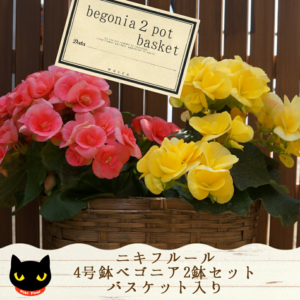 【色はおまかせ】ベゴニア4号鉢2鉢セット開花中は朝注文で即日発送群馬黒保根のニキフルールベコニア　送料無料　鉢植え　ギフトお歳暮　お年賀　贈答品クリスマスプレゼント母の日　父の日　敬老の日