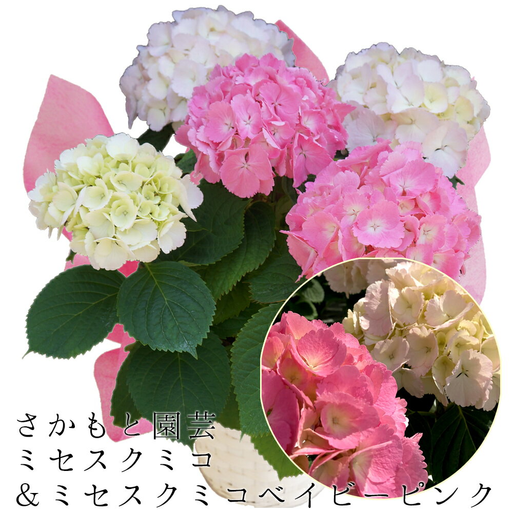 【平日朝8時まで注文で即日発送】あじさい ミセスクミコ×ミセスクミコベイビーピンク5号鉢 フロリアード最高金賞 早咲 【さかもと園芸】達人のあじさい 早咲き アジサイ 紫陽花 鉢植え 入学式 卒業式 離任式 退職祝い 群馬 鉢花 母の日のサムネイル