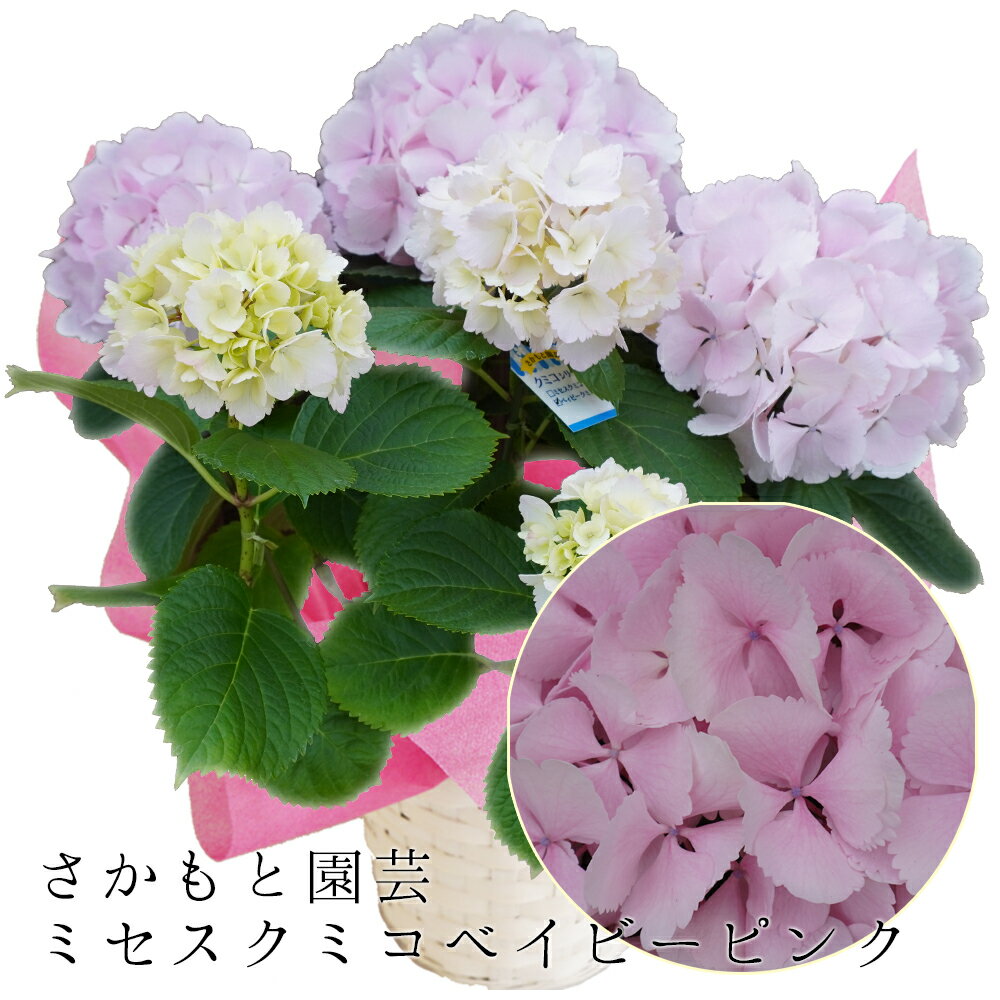 3月下旬～開花次第発送 色変わりあじさい ミセスクミコベイビーピンク 早咲【さかもと園芸】達人のあじさい 早咲き アジサイ 紫陽花 鉢植え 入学式 卒業式 離任式 退職祝い 群馬 鉢花 母の日のサムネイル