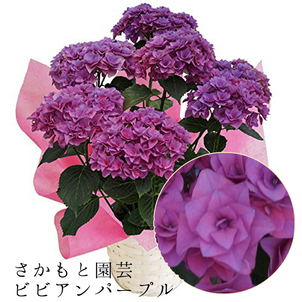 【朝8時まで注文は即日発送】2023 あじさい鉢植え ビビアンパープル 【さかもと園芸】達人のあじさい　動画で見れる ポージィブーケシリーズ 母の日 送料無料 アジサイ 紫陽花 花鉢植え 鉢花 ギフト プレゼント 群馬の鉢花のサムネイル