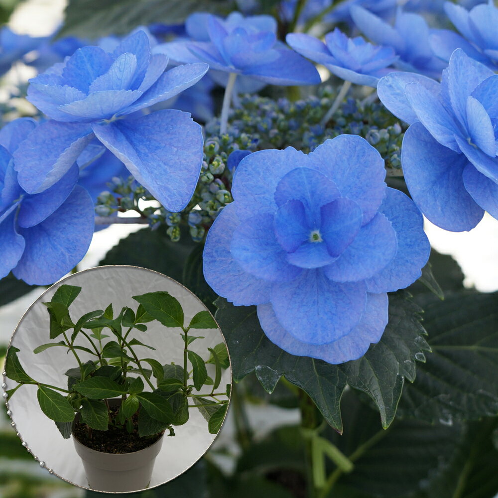 アジサイ　5寸6種8鉢　紫陽花 アジサイ 5寸6種6鉢 紫陽花 - メルカリ