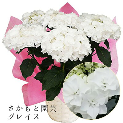 2025 母の日 あじさい鉢植え グレイス 5号鉢 さかもと園芸 達人のあじさい 動画で見れる 紫陽花 アジサイ 鉢植え 母の日 ギフト 鉢花 ギフト プレゼント 群馬の鉢花