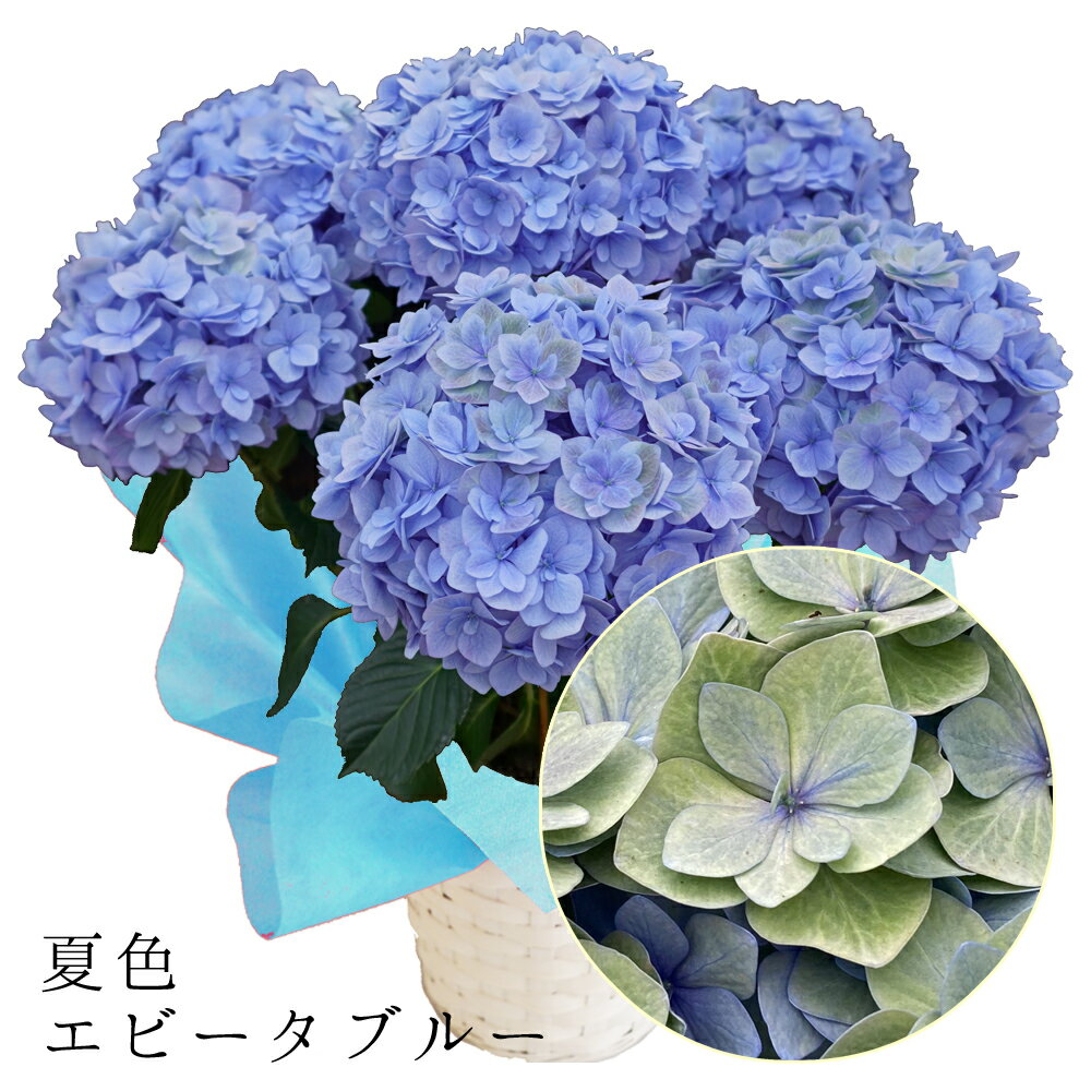 【平日朝8時までのご注文確定で即日発送】色変わり始め　夏色-秋色エビータブルー　アンティークアジサイ　5月中旬より発送　育種の　さかもと園芸　夏色-秋色あじさい　ポージィブーケ　鉢花　あじさい　アジサイ　紫陽花　群馬の鉢花　父の日　ギフトのサムネイル