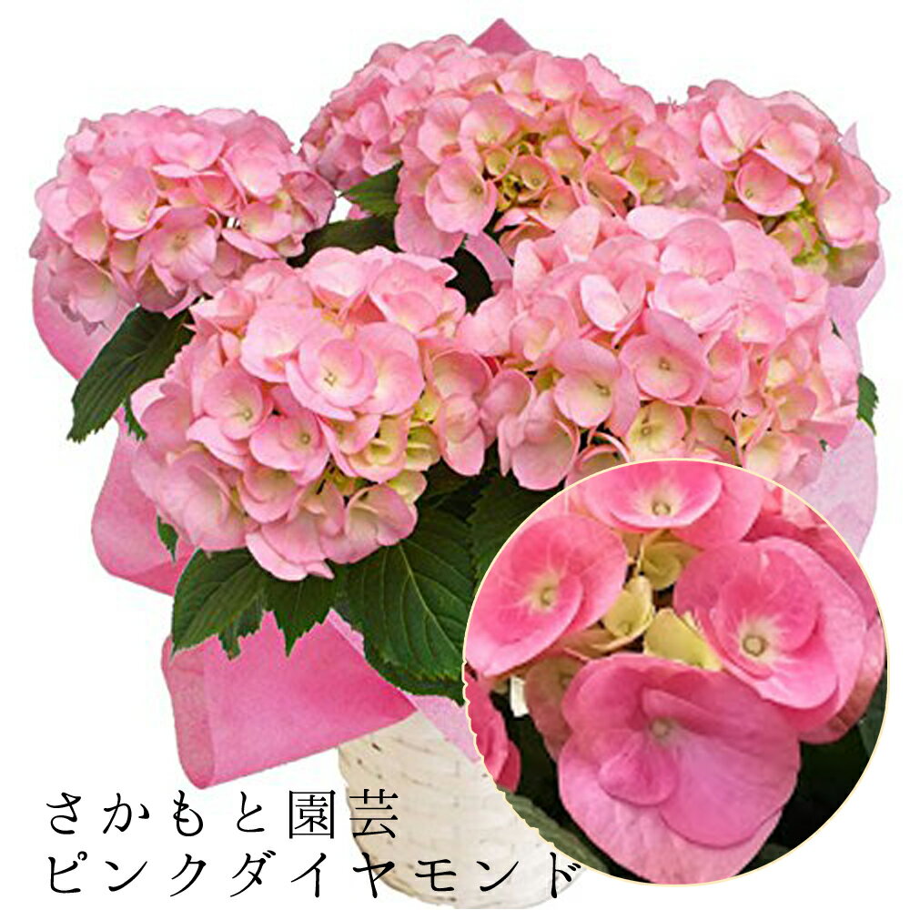 【平日朝8時まで注文で即日発送】 早咲あじさい ピンクダイヤモンド さかもと園芸 達人のあじさい 早咲き ピンクダイヤモンド 紫陽花 アジサイ 鉢植え 入学式 卒業式 離任式 退職祝い 群馬 鉢花 母の日のサムネイル