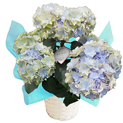 色変り 秋色-夏色ケイコブルー3輪仕立 育種の【さかもと園芸】 夏色-秋色あじさい アンティークアジサイ あじさい アジサイ 紫陽花 群馬の鉢花 父の日 ギフト 鉢花