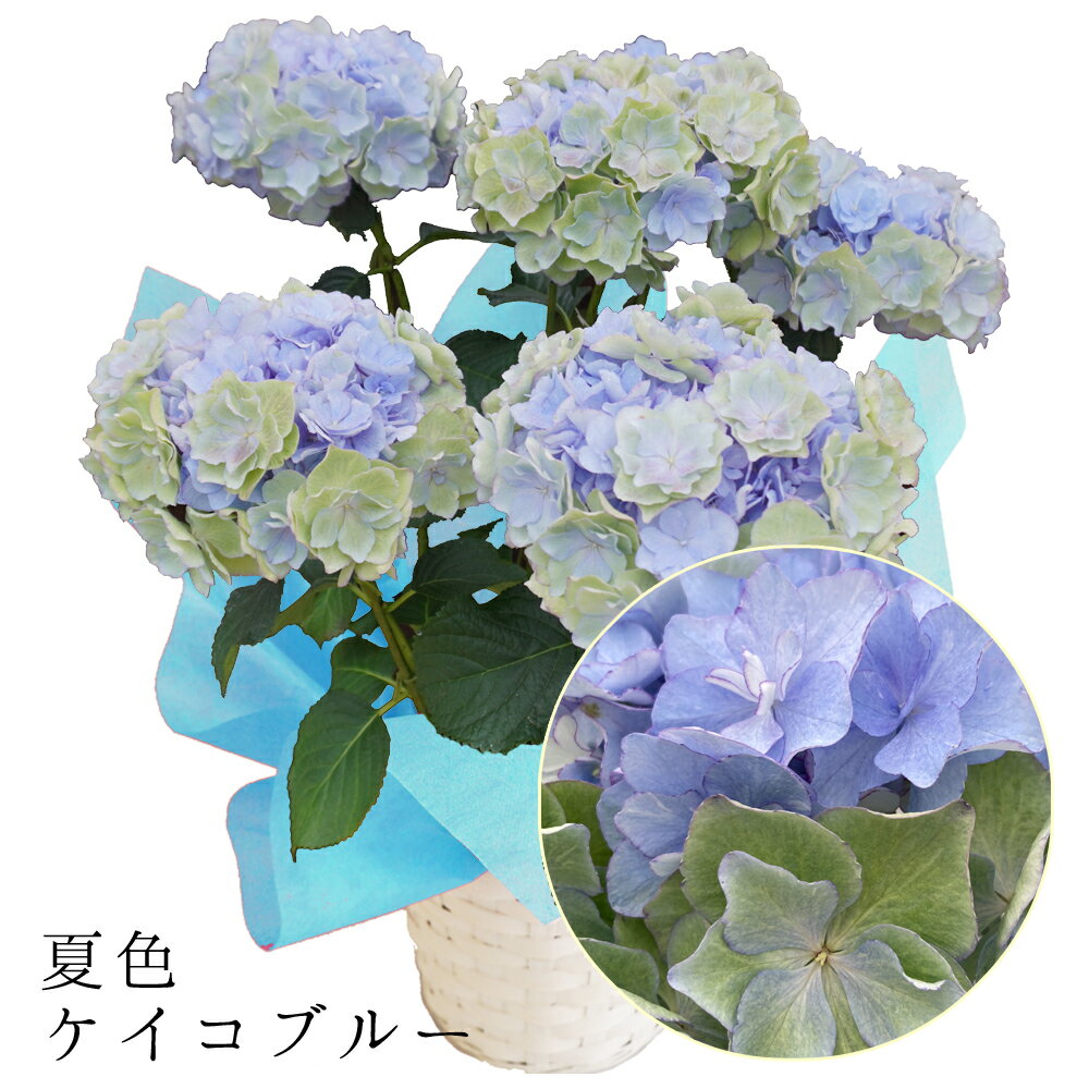 【平日朝8時までのご注文確定で即日発送】色変わり　秋色-夏色ケイコブルー5輪仕立　育種の【さかもと園芸】　夏色-秋色あじさい　アンティークアジサイ　あじさい　アジサイ　紫陽花　群馬の鉢花　父の日　ギフト　鉢花　プレゼントのサムネイル