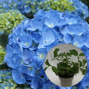 あじさい ブルーダイヤ 希少あじさい苗 2年生 【ブルーダイヤ苗木】 5号鉢 あじさい アジサイ 紫陽花 花鉢植え 花 送料無料 鉢花 さかもと園芸 品種タグ付...
