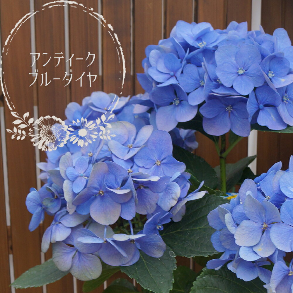 【平日朝7時まで注文即日発送】夏色-秋色ブルーダイヤモンド3輪仕立　さかもと園芸　達人のあじさい　母