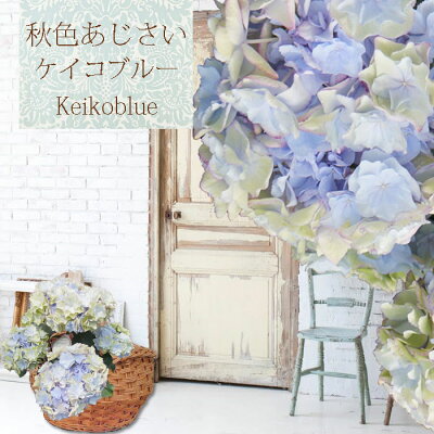 色変わり 秋色-夏色ケイコブルー5輪仕立 育種の【さかもと園芸】 夏色-秋色あじさい アンティークアジサイ あじさい アジサイ 紫陽花 群馬の鉢花 父の日 ギフト 鉢花 プレゼント