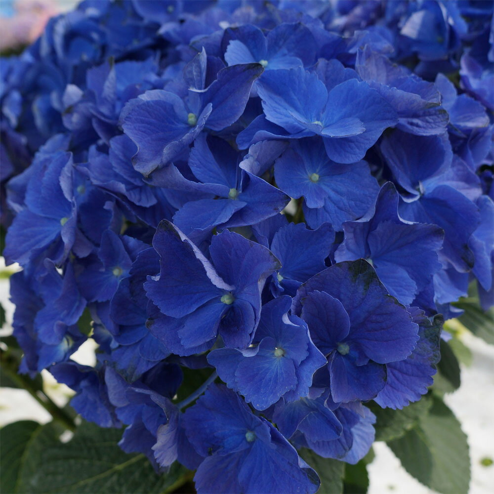 楽天市場 あじさい鉢植え ブルーアース3輪仕立て 碧い地球 さかもと園芸 達人のあじさい 色変化を楽しむアジサイ 母の日 送料無料 紫陽花 アジサイ 花鉢植え 鉢花 群馬の鉢花ギフト カオプストア