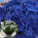 あじさい ブルーアース 希少あじさい苗 2年生 【ブルーアース苗木】 5号鉢 あじさい アジサイ 紫陽花 花鉢植え 花 送料無料 さかもと園芸 品種タグ付き正規...
