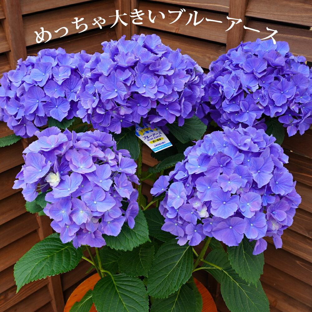 楽天市場】あじさい 鉢植え 緑の通販 楽天市場】あじさい 鉢植え 緑の通販