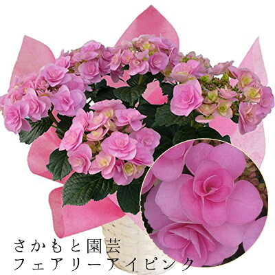 2025 母の日ギフト あじさい鉢植え フェアリーアイピンク 5号鉢 母の日プレゼント さかもと園芸 達人のあじさい 動画で見れる 母の日 送料無料 紫陽花 アジサイ 鉢植え 鉢花ギフト プレゼント 群馬の鉢花