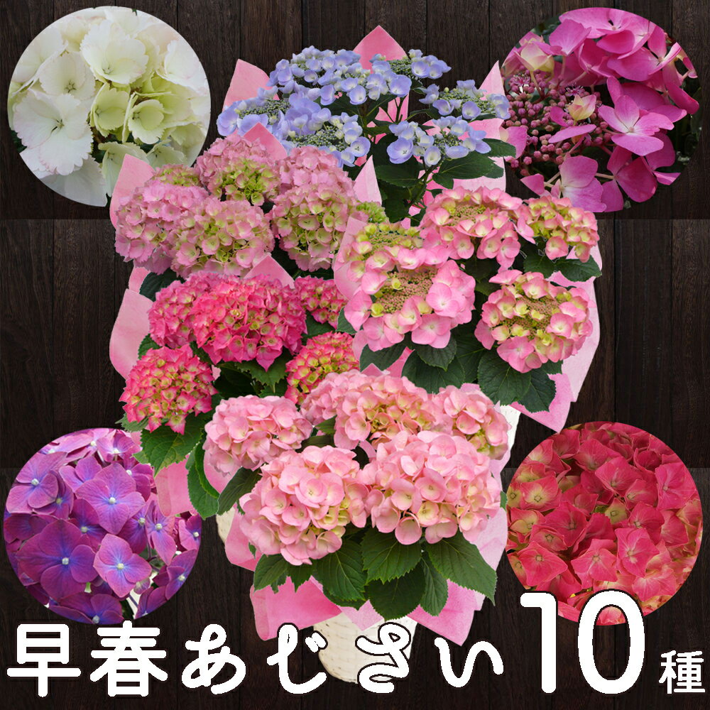 予約3月下旬〜4月から発送 早咲あじさい ギフト さかもと園芸 達人のあじさい紫陽花 アジサイ 鉢植え 選べる早咲あじさい10種 開花中は平日朝注文で即日発送 鉢花 花鉢 母の日 誕生日 歓迎会 送迎会 花プレゼント