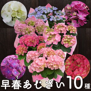 予約3月下旬〜4月から発送 早咲あじさい ギフト さかもと園芸 達人のあじさい紫陽花 アジサイ 鉢植え 選べる早咲あじさい10種 開花中は平日朝注文で即日発送 鉢花 花鉢 母の日 誕生日 歓迎会 送迎会 花プレゼント