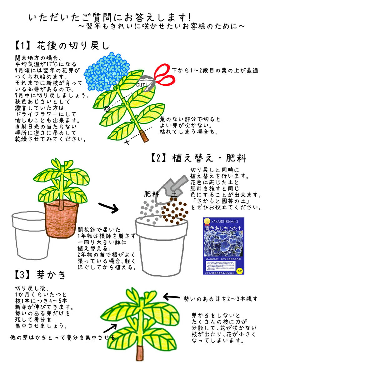 群馬の鉢花　カオプストア　さかもと園芸　あじさいとシクラメンのカタログ　育て方