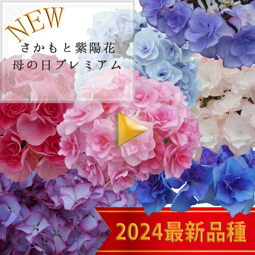 2024最新品種 母の日あじさい さかもと園芸 花動画 鉢植え 希少アジサイ 新品種あじさい 鉢花 送料無料 5号鉢 エレスノ ノーブリア 光雲 アイラ フローレンス イリス モンテ