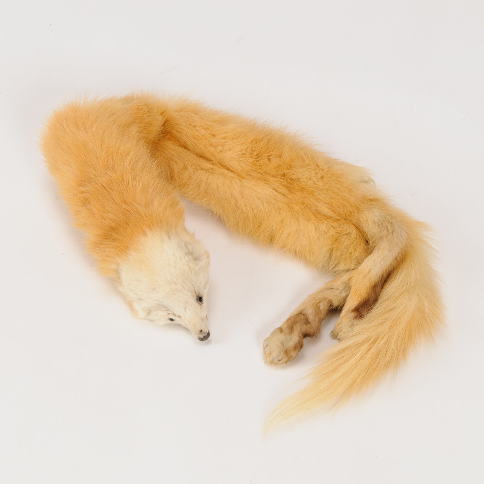 【中古】綺麗可愛い毛皮の襟巻き　サイズ顔の幅7cm　鼻先から尻尾までの長さ73cm位