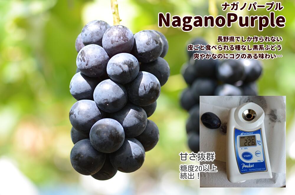 【ナガノパープル バラ詰め（1.5kg以上）】長野産 種無し 皮ごと ぶどう ブドウ 送料無料のサムネイル