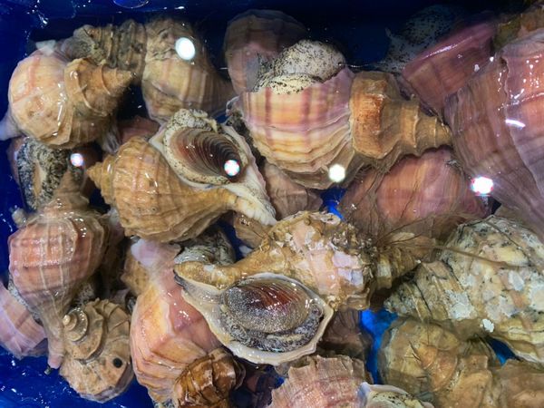 〔送料無料〕北海道産生真つぶ2kg前後(10個前後)〔B〕北港直販・つぶ・貝〔代引き不可〕