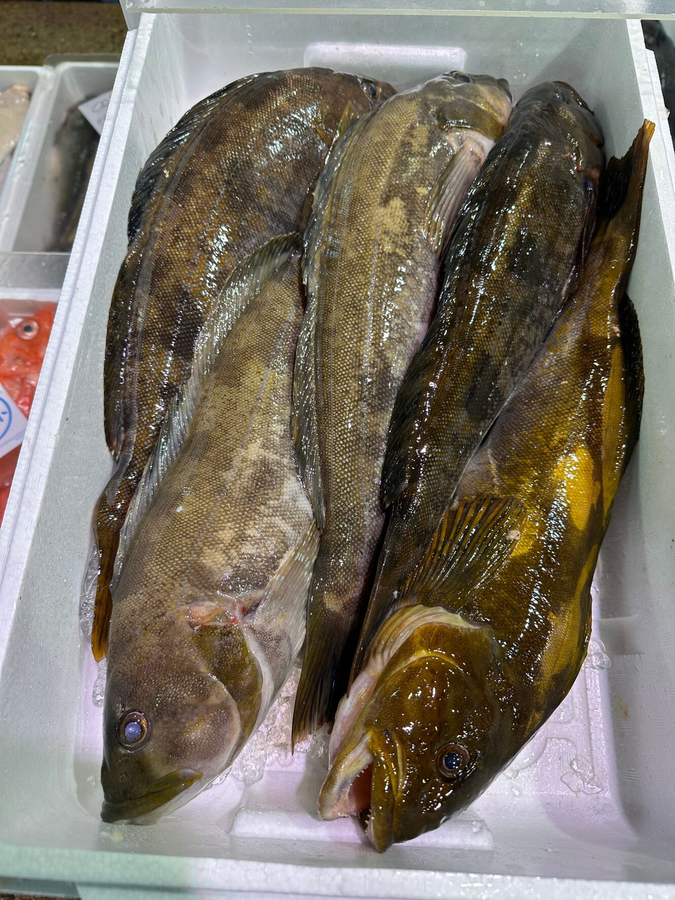 北海道産活〆アブラコ（アイナメ）2kg（2尾）〔E〕北港直販☆あぶらこ・油子・あいなめ