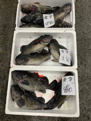 北海道産クロゾイ2kg(2尾前後)〔B〕北港直販〔代引き不可〕ソイ・そい 北海道産クロゾイ2kg(2尾前後)〔B〕北港直販〔代引き不可〕ソイ・そい
