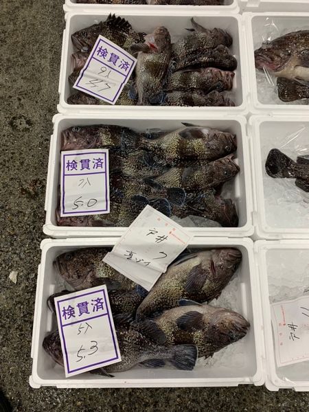 北海道産真ゾイ（キツネメザルゾイ）1尾（800g前後）〔B〕北港直販〔代引き不可〕ソイ・そい